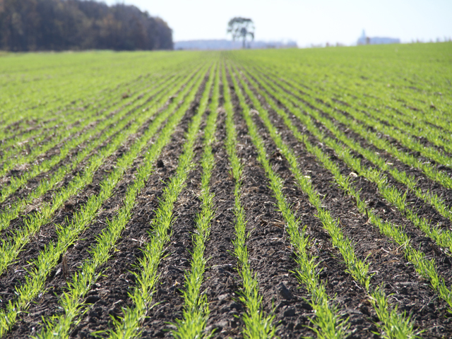 Kansas and Oklahoma winter wheat fields are in much better condition this spring, thanks to plenty of fall moisture and a mild winter. (DTN file photo by Elaine Shein)